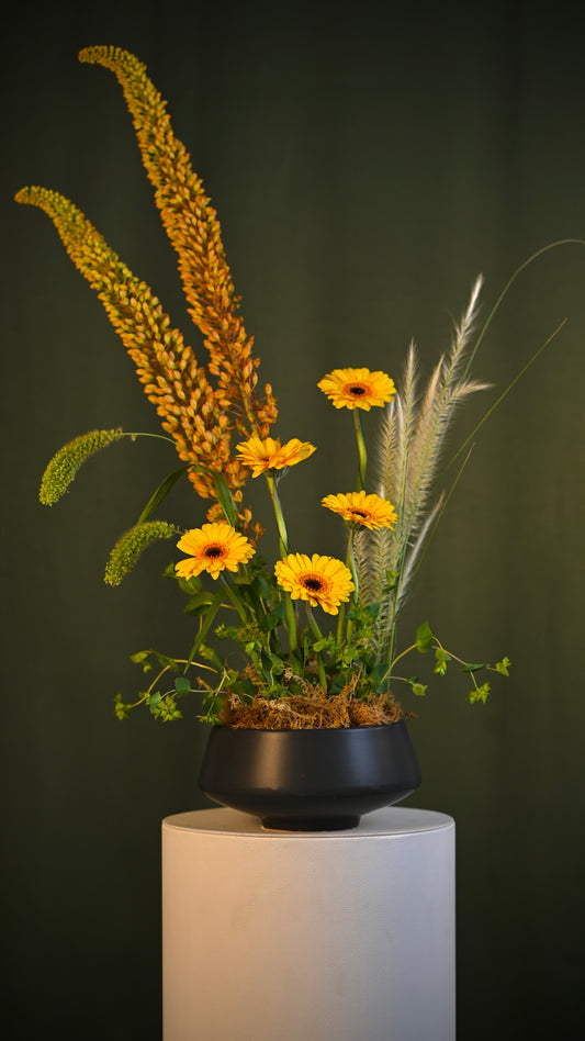 *PRE-ORDER* Light Note