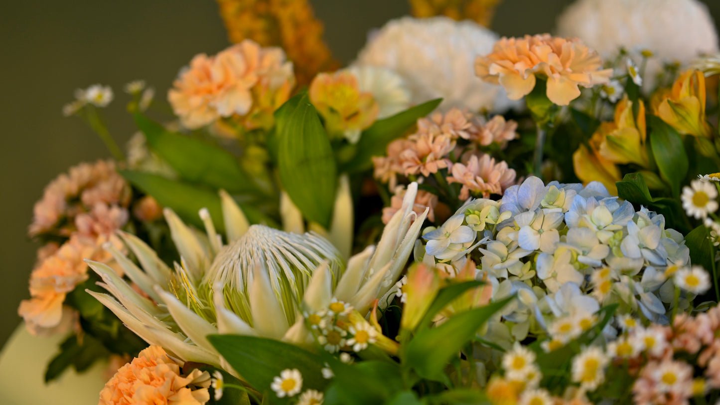 *PRE-ORDER* Blush Concerto