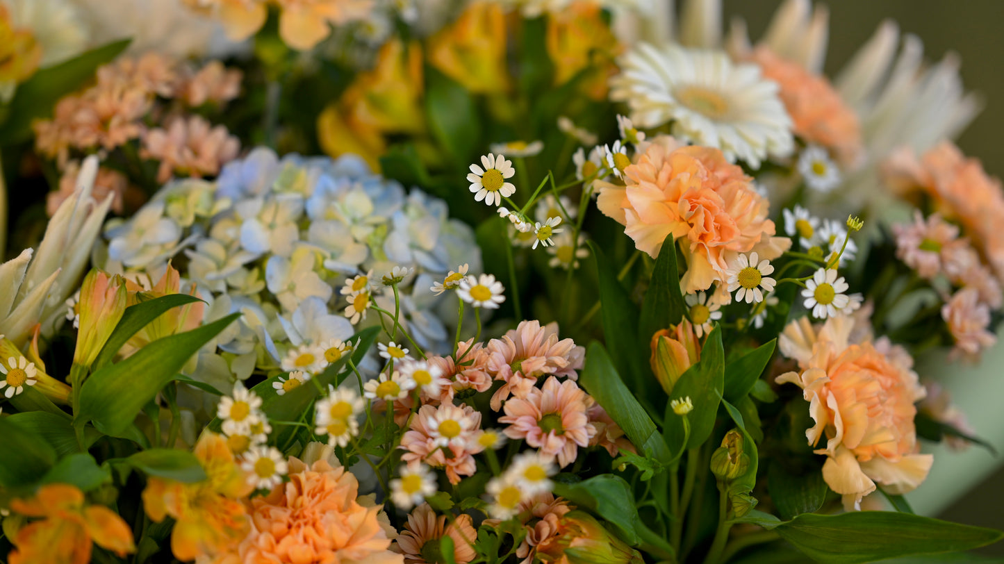 *PRE-ORDER* Blush Concerto